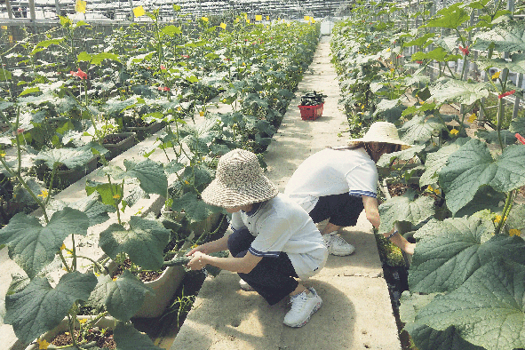 果蔬种植实训